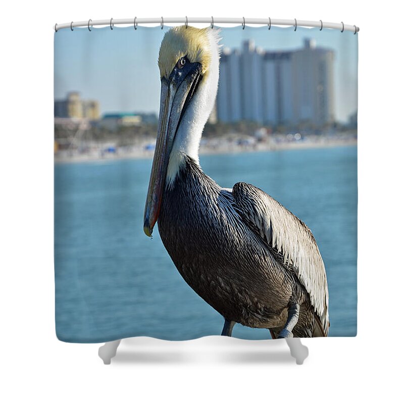 Pelican Shower Curtain featuring the photograph Brown Pelican by Robert Meanor