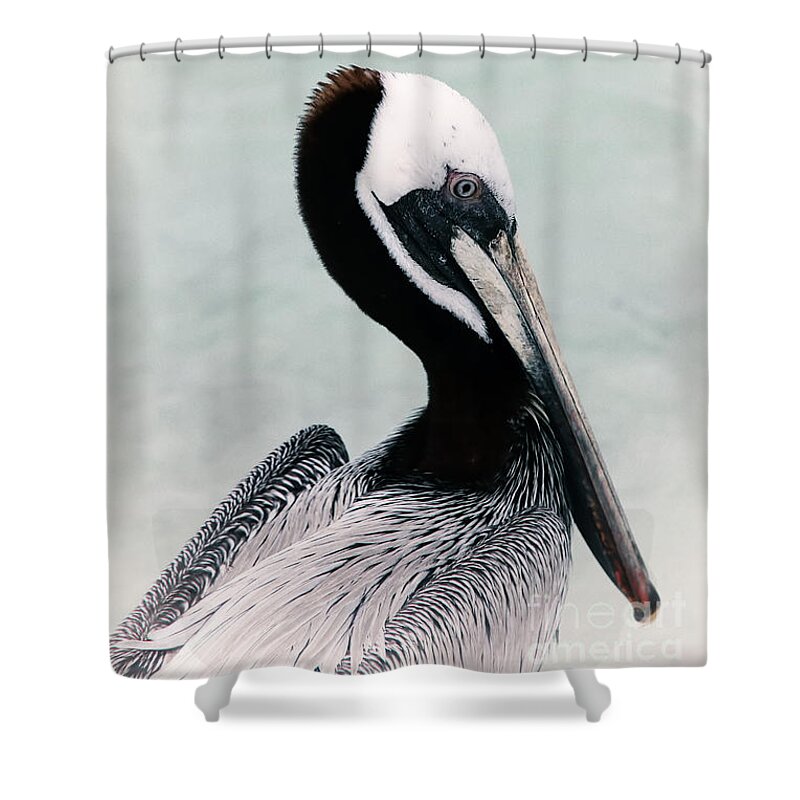 Bird Shower Curtain featuring the photograph Brown Pelican by Teresa Zieba