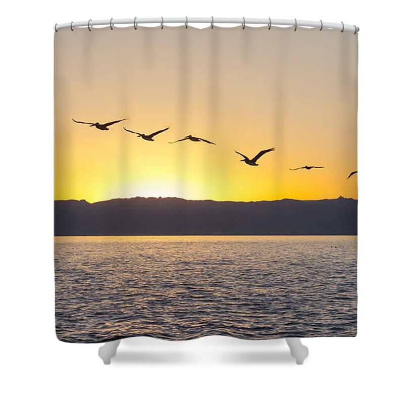 Pelicans Shower Curtain featuring the photograph Brown Pelicans at sunset by Liz Leyden
