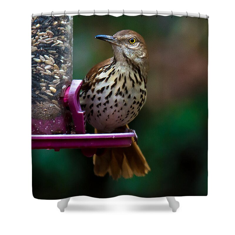 Brown Thrasher Shower Curtain featuring the photograph Brown Thrasher - State Bird of Georgia by Robert L Jackson