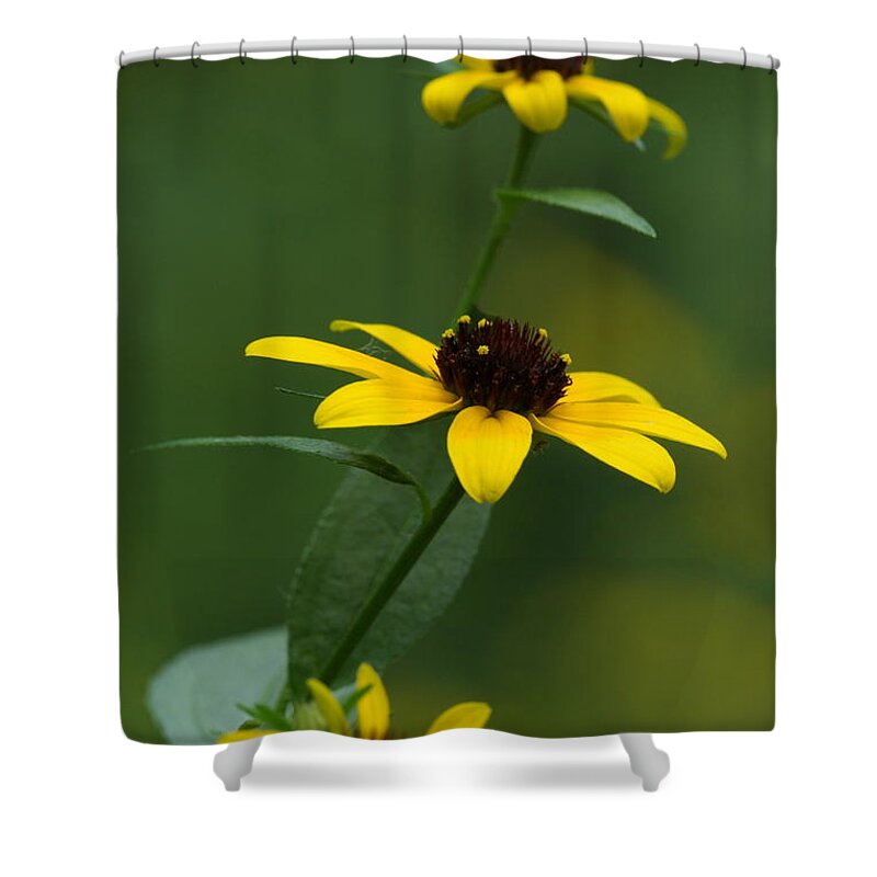 Browneyed Susan Shower Curtain featuring the photograph Browneyed Susan by Daniel Reed