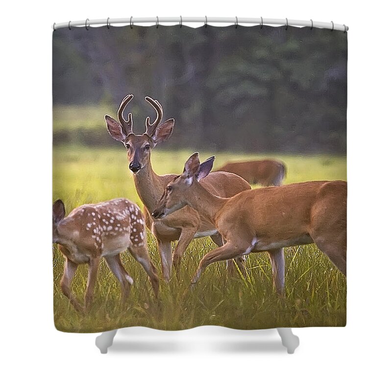 White Tail Deer Shower Curtain featuring the photograph Buck and Doe and Fawn at Sunset by Michael Dougherty