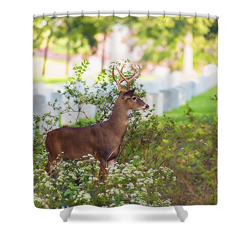 Deer Shower Curtain featuring the photograph Buck In A Bush by Bill and Linda Tiepelman