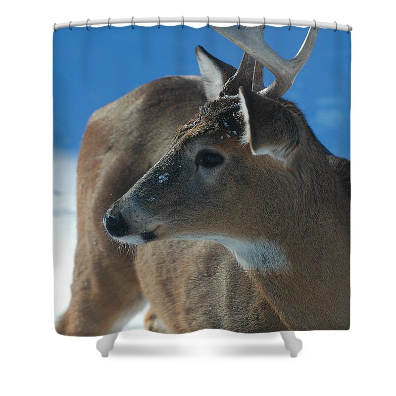 8-point Buck Shower Curtain featuring the photograph Buck profile by Joan Wallner