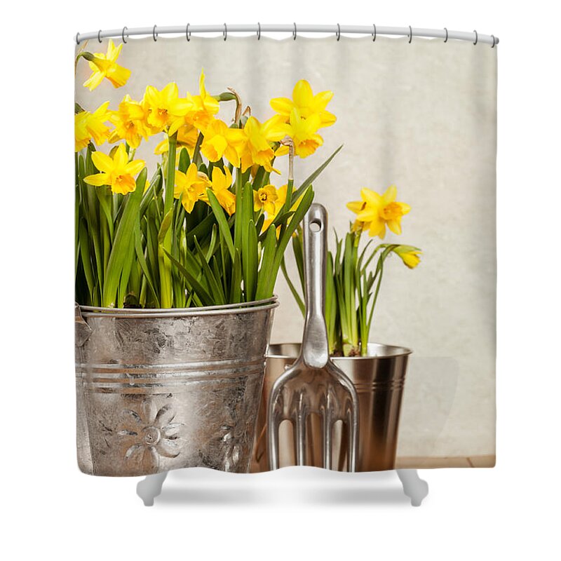 Spring Shower Curtain featuring the photograph Buckets Of Daffodils by Amanda Elwell