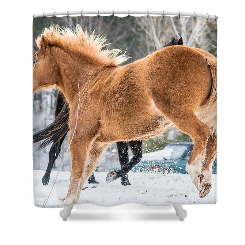 Horse Shower Curtain featuring the photograph Bucking by Cheryl Baxter