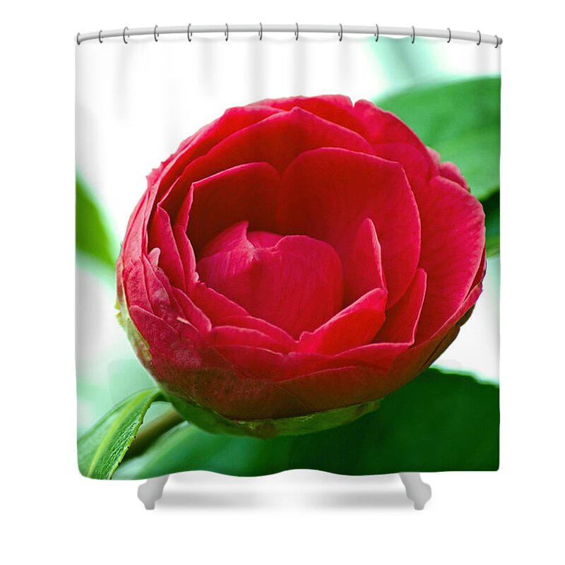 Flower Shower Curtain featuring the photograph Budding Camelia by Tikvah's Hope