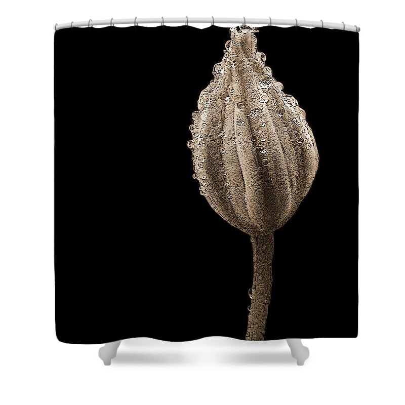 Bud Shower Curtain featuring the photograph Budding Out by Betty LaRue