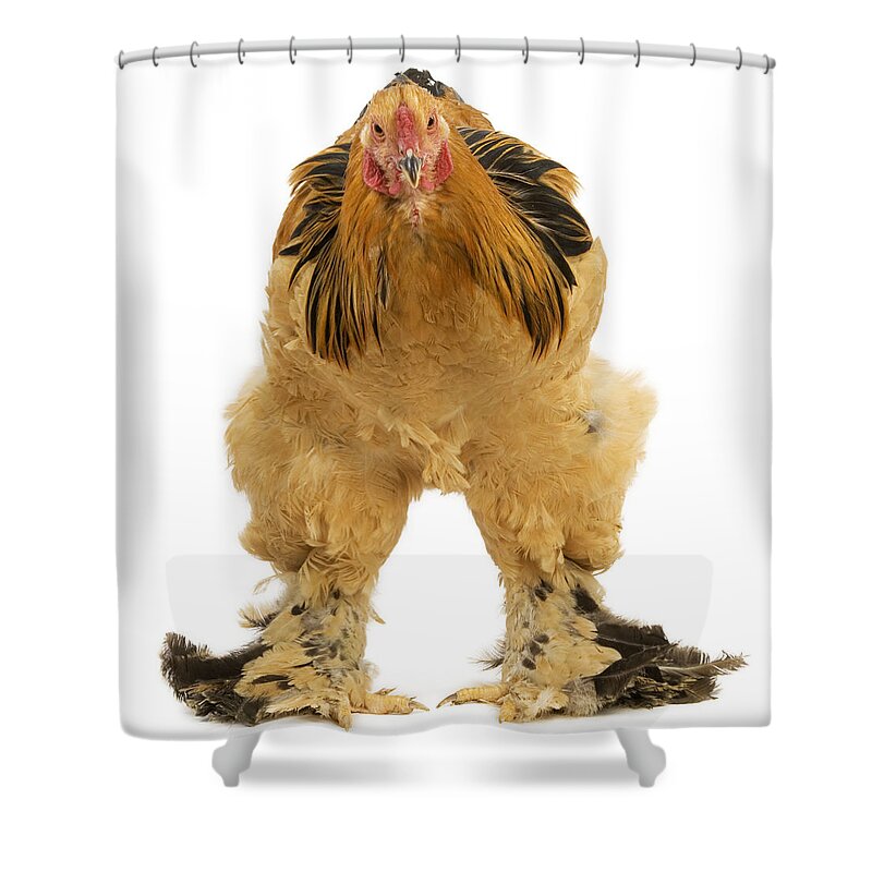 Chicken Shower Curtain featuring the photograph Buff Brahma Chicken by Jean-Michel Labat