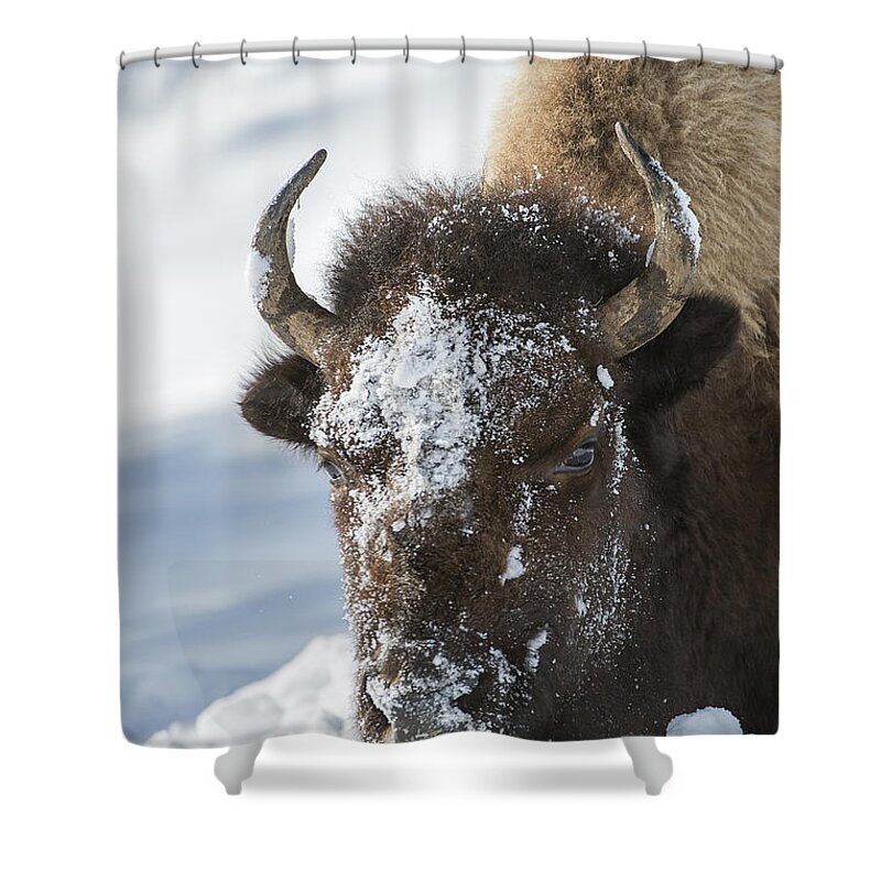 Yellowstone Shower Curtain featuring the photograph Buffalo in Snow by Bill Cubitt
