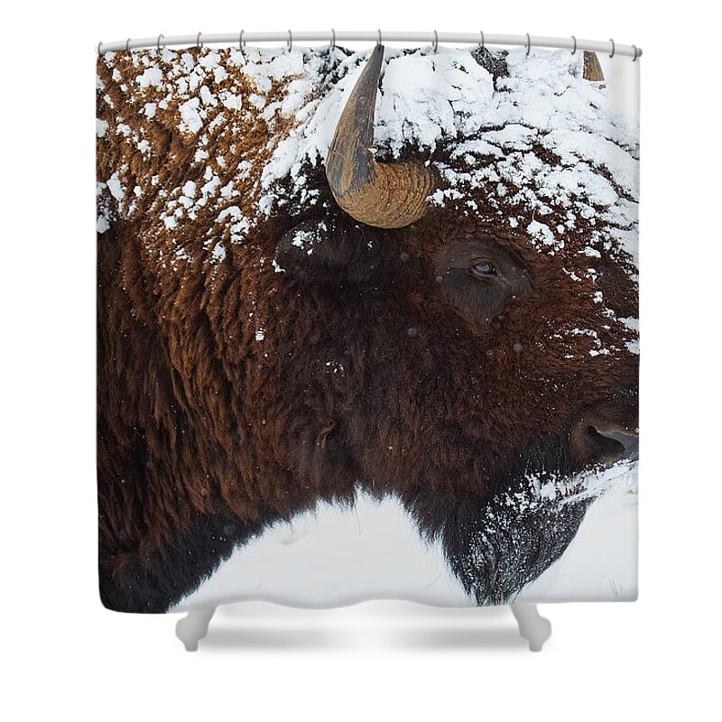 Buffalo Bull Canvas Print Shower Curtain featuring the photograph Buffalo Nickel by Jim Garrison
