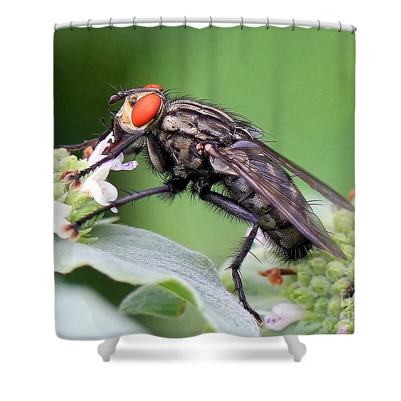 Bugs Shower Curtain featuring the photograph Bugeyed by Geoff Crego