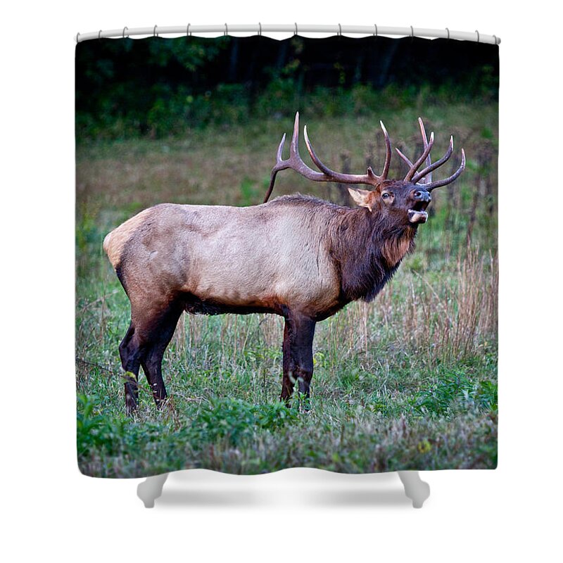 Elk Shower Curtain featuring the photograph Bugle Solo from Bull Elk by John Haldane