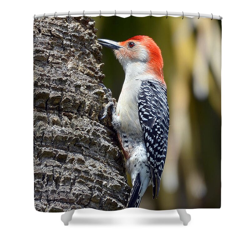Woodpecker Shower Curtain featuring the photograph Building A Home by Kathy Baccari