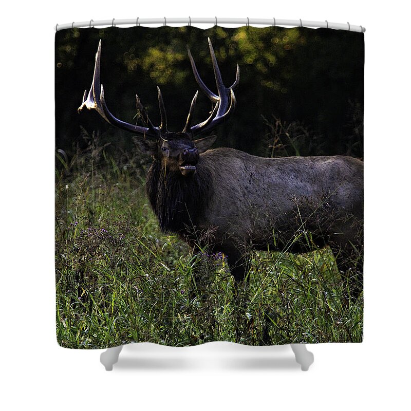 Bull Elk Shower Curtain featuring the photograph Bull Elk at First Light by Michael Dougherty