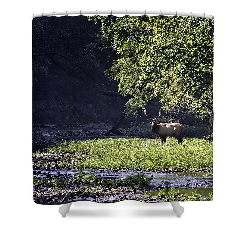 Bull Elk Shower Curtain featuring the photograph Bull Elk Near Ponca Access by Michael Dougherty