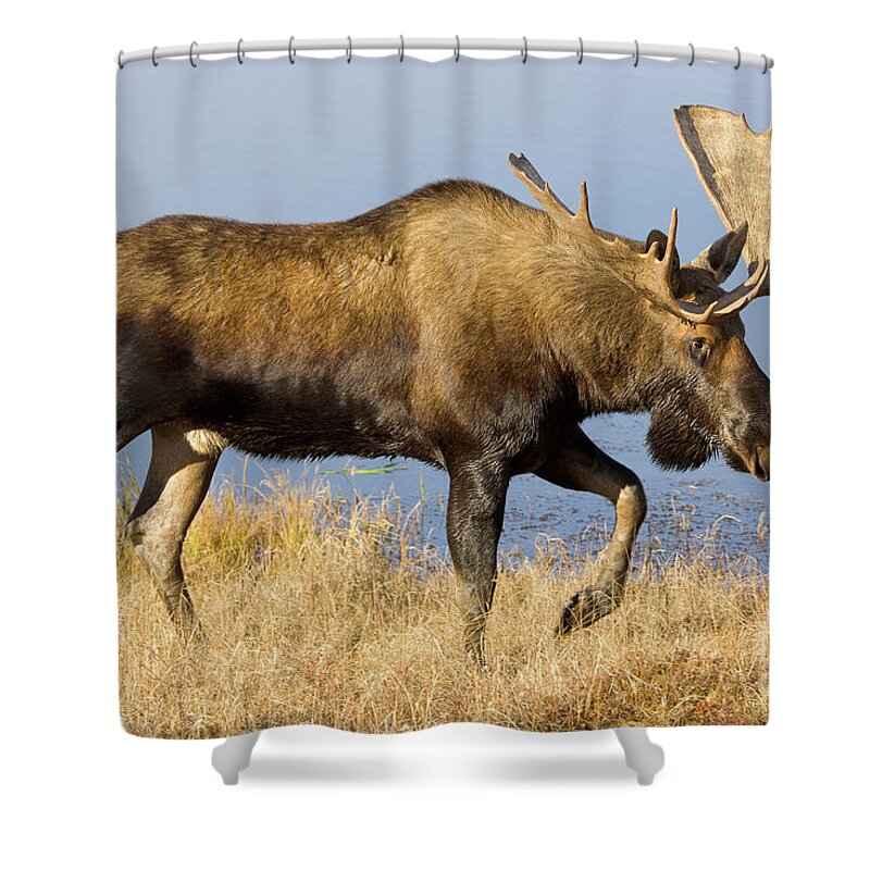 00440969 Shower Curtain featuring the photograph Bull Moose in Denali by Yva Momatiuk John Eastcott