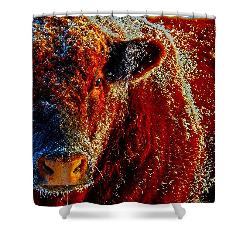 Hdr Shower Curtain featuring the photograph Bull on Ice by Amanda Smith