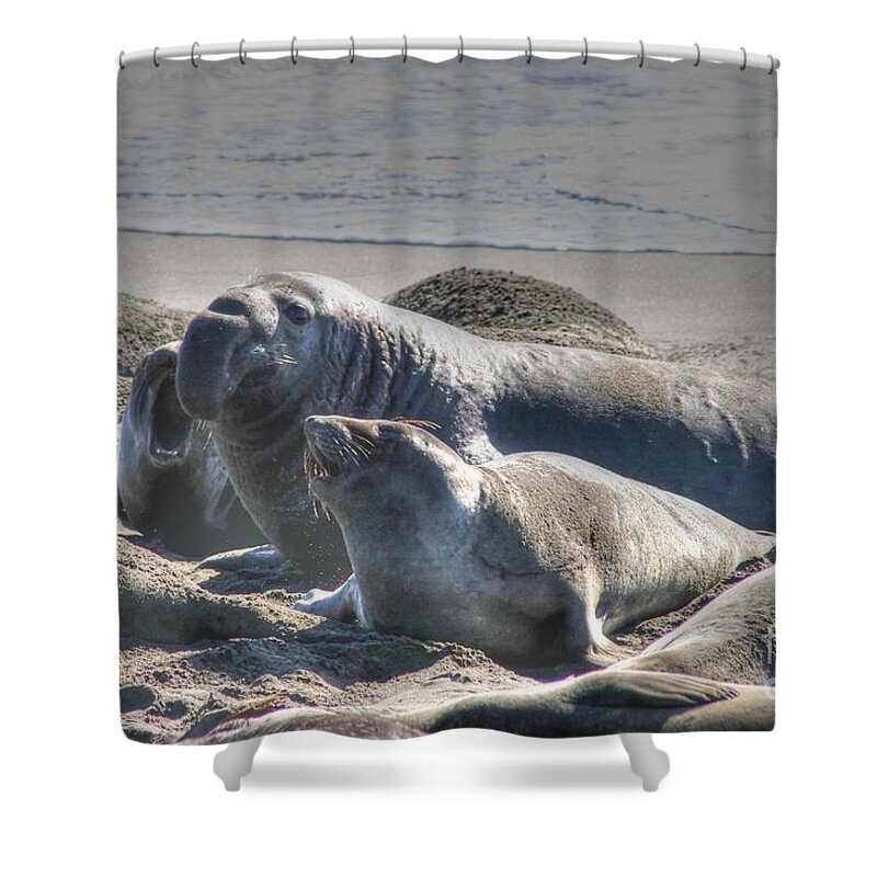 Bull Seal Shower Curtain featuring the photograph Bull Seal by Tap On Photo