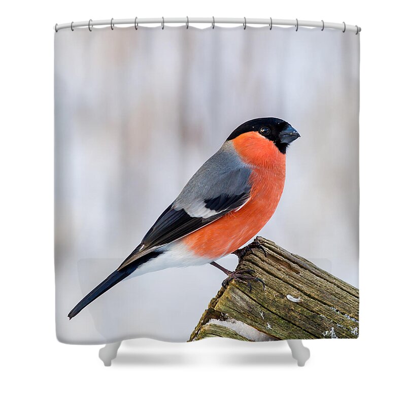 Bullfinch On The Edge Shower Curtain featuring the photograph Bullfinch on the Edge by Torbjorn Swenelius