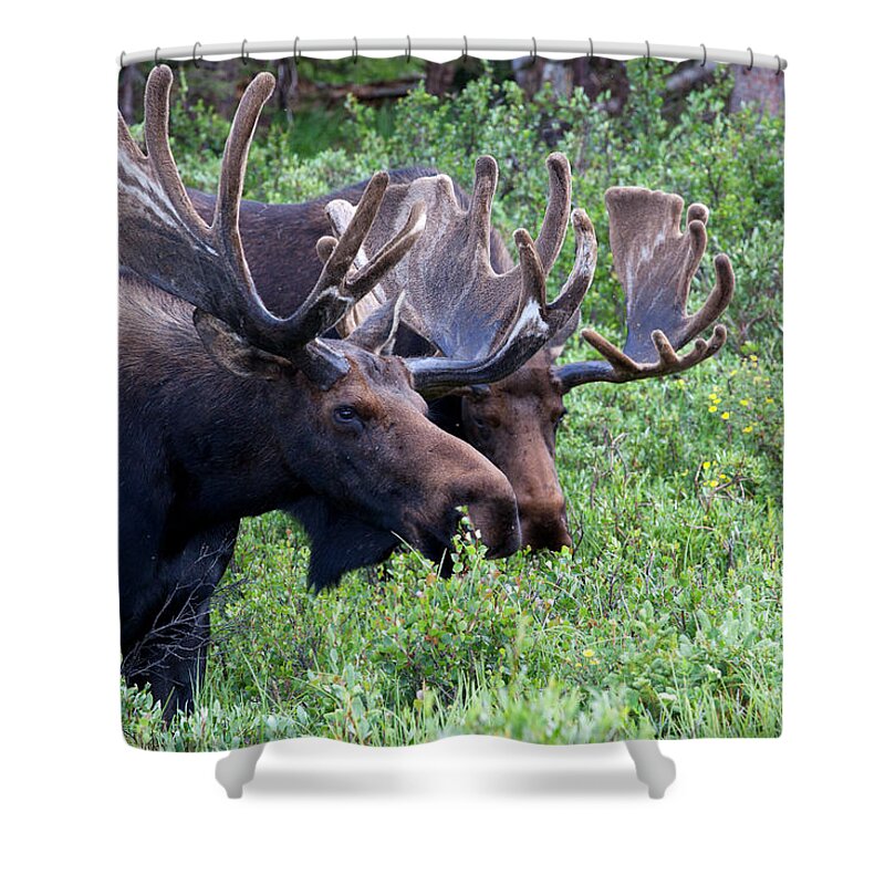 Moose; Moose Photograph Shower Curtain featuring the photograph Bulls of the Woods by Jim Garrison