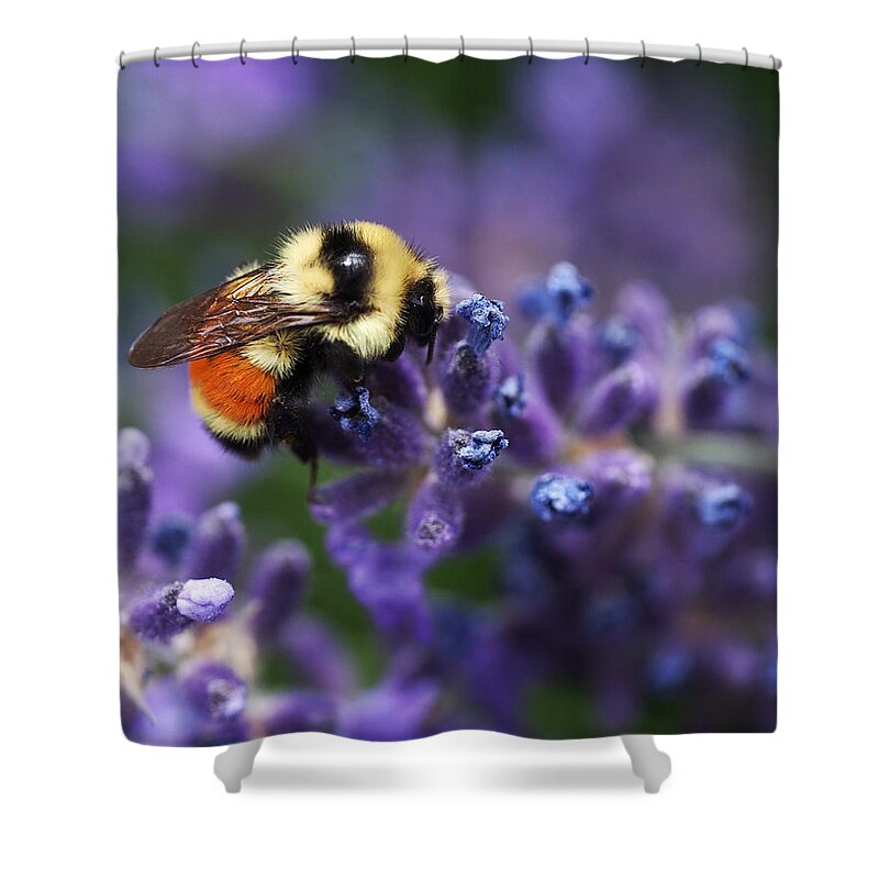 Bee Shower Curtain featuring the photograph Bumblebee on Lavender by Rona Black