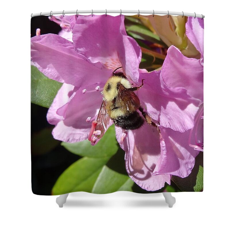 Bumblebee Shower Curtain featuring the photograph bumblebee on Rhododendron by Lucinda VanVleck
