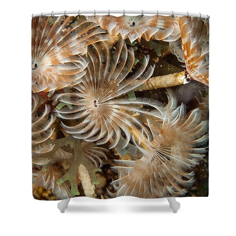Belize Shower Curtain featuring the photograph Bunch of dusters by Jean Noren