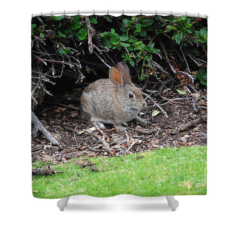 Bunny Shower Curtain featuring the photograph Bunny In Bush by Debra Thompson