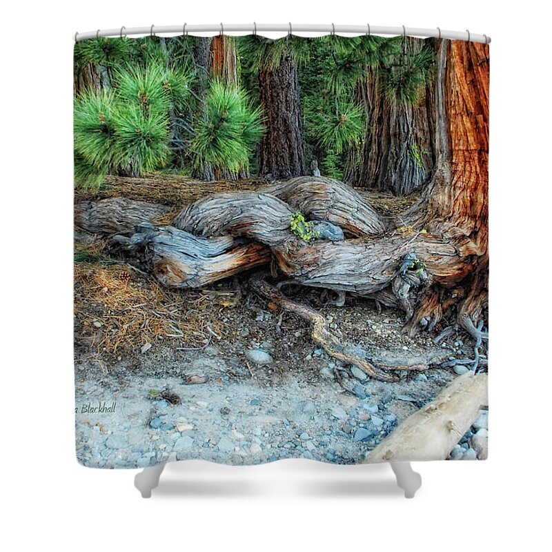 Lake Tahoe Shower Curtain featuring the photograph Burly by Donna Blackhall