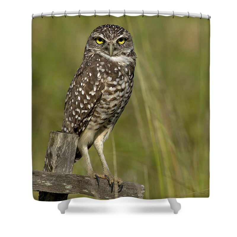 Burrowing Owl Shower Curtain featuring the photograph Burrowing Owl Stare by Meg Rousher