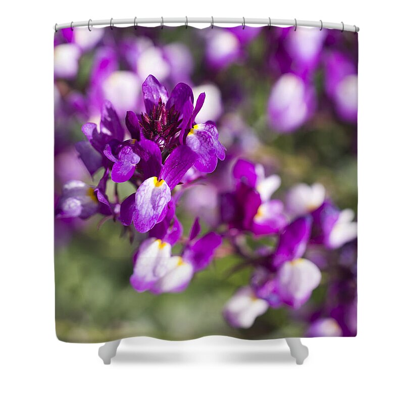  Shower Curtain featuring the photograph Burst Of Blossoms by Priya Ghose