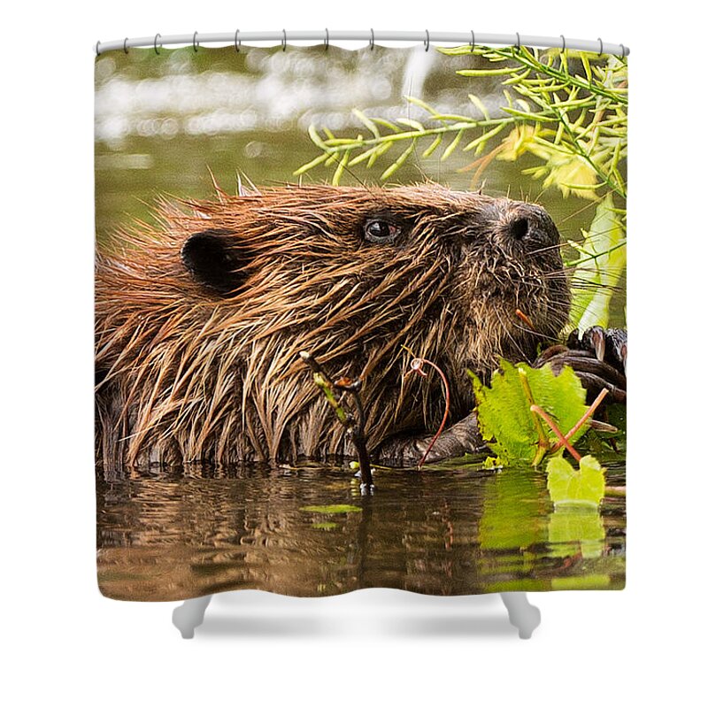 Beaver Shower Curtain featuring the photograph Busy as a Beaver by Everet Regal