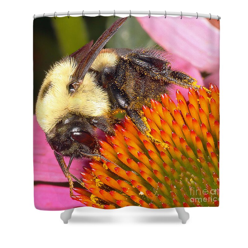 Bees Shower Curtain featuring the photograph Busy Busy by Geoff Crego
