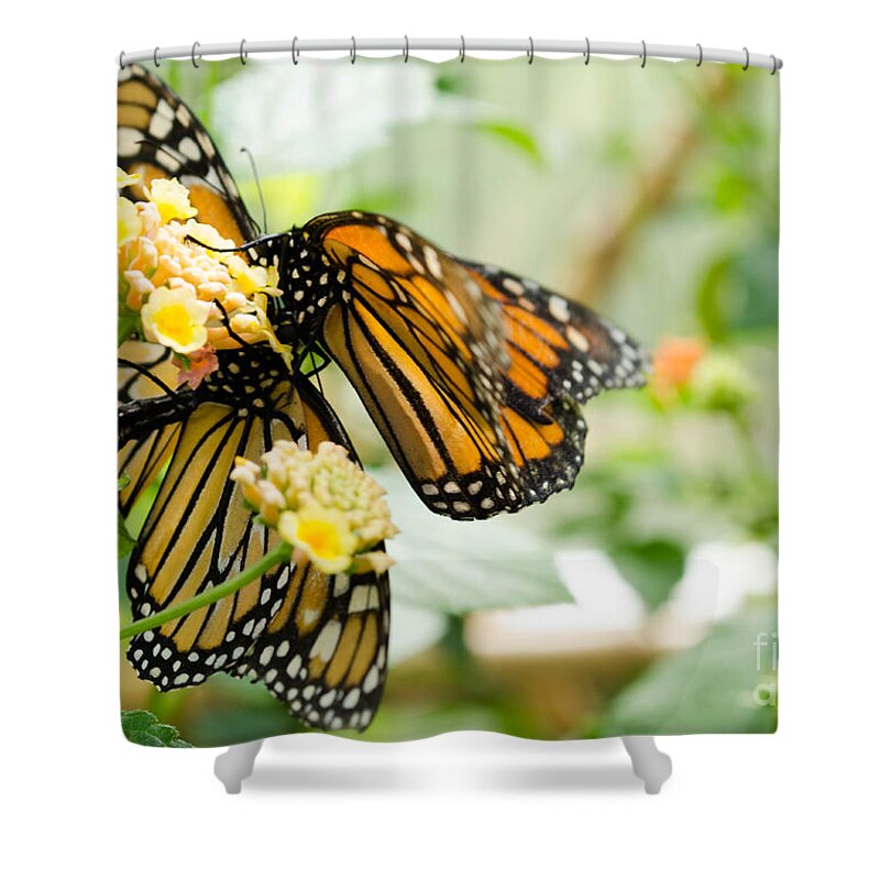 Butterfly Shower Curtain featuring the photograph Butterflies 13 by Andrea Anderegg
