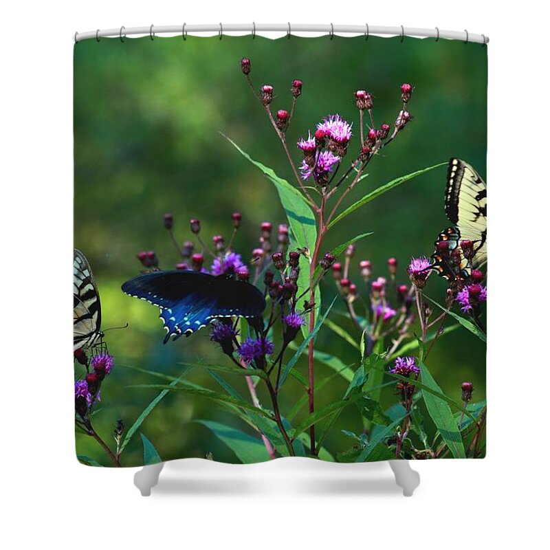 Carol R Montoya Shower Curtain featuring the photograph Butterflies Three by Carol Montoya