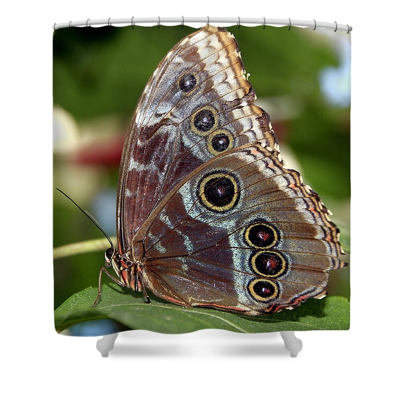 Macro Shower Curtain featuring the photograph Butterfly 4 by Bob Slitzan