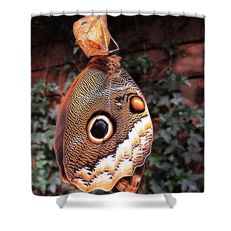 Owl Butterfly Shower Curtain featuring the photograph Butterfly Birth by MTBobbins Photography