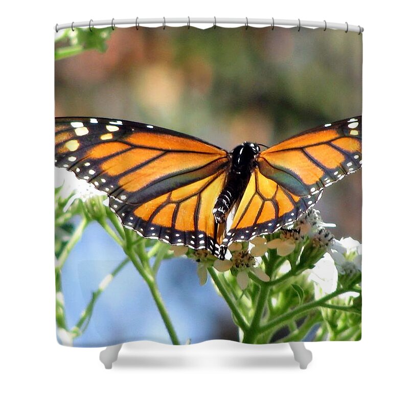 Butterfly Shower Curtain featuring the photograph Butterfly Garden - Monarchs 13 by Pamela Critchlow