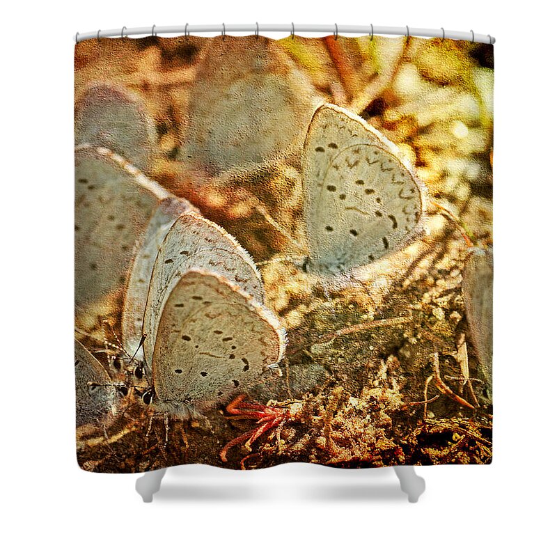 Butterflies Shower Curtain featuring the photograph Butterfly Gathering by Peggy Collins