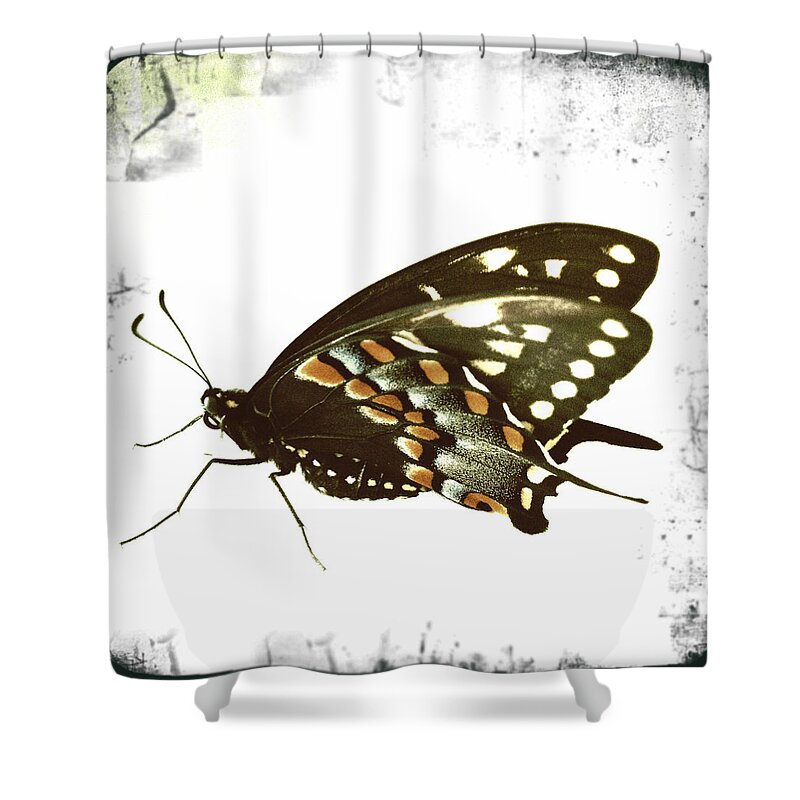 Butterfly Shower Curtain featuring the photograph Butterfly Grunge by Dorian Hill