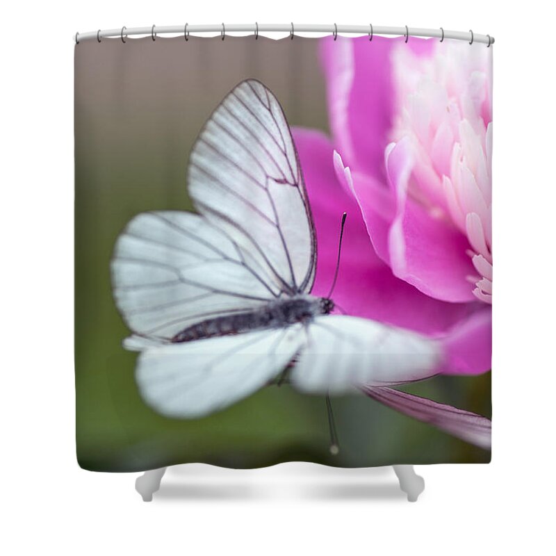 Flower Shower Curtain featuring the photograph Butterfly Love Dance on Peony by Jenny Rainbow