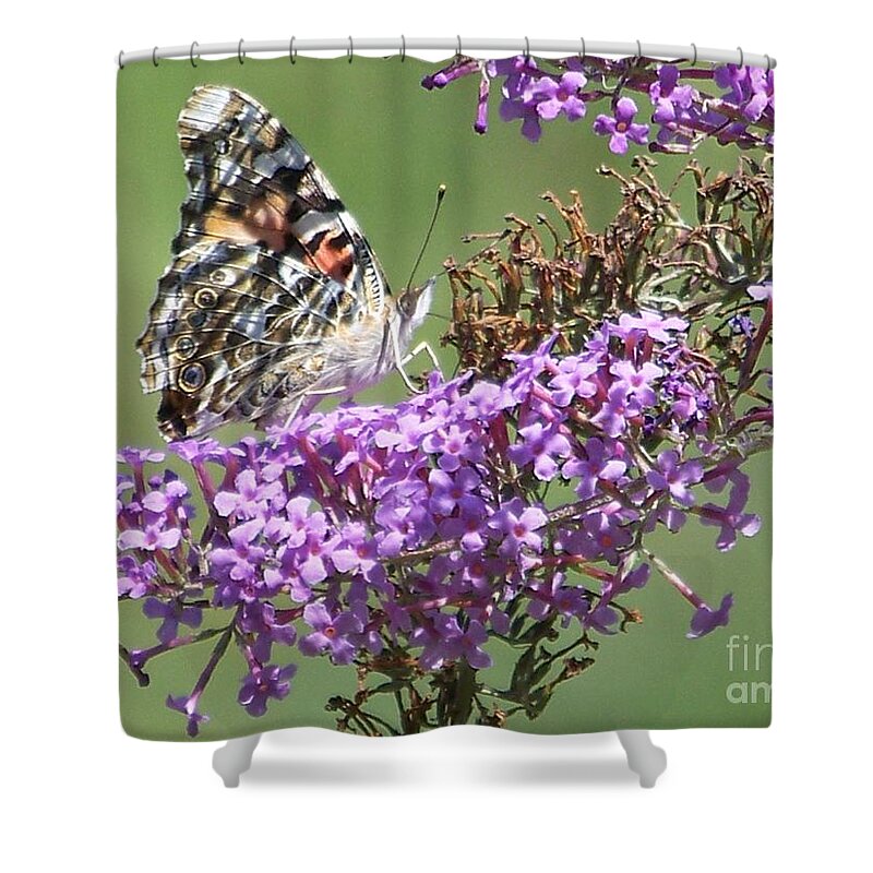 Painted Lady Butterfly Shower Curtain featuring the photograph Painted Lady Butterfly by Eunice Miller