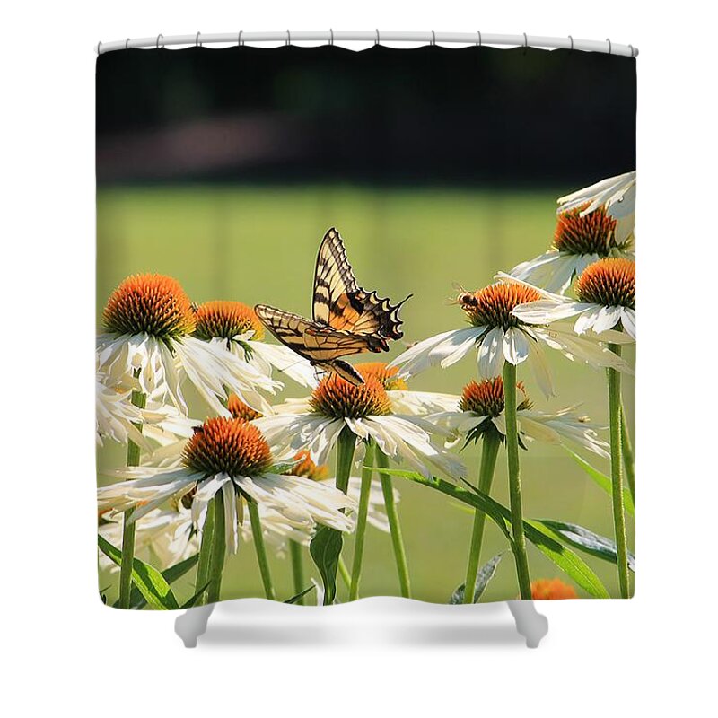 Butterfly Shower Curtain featuring the photograph Butterfly on Echinacea by Michael Saunders