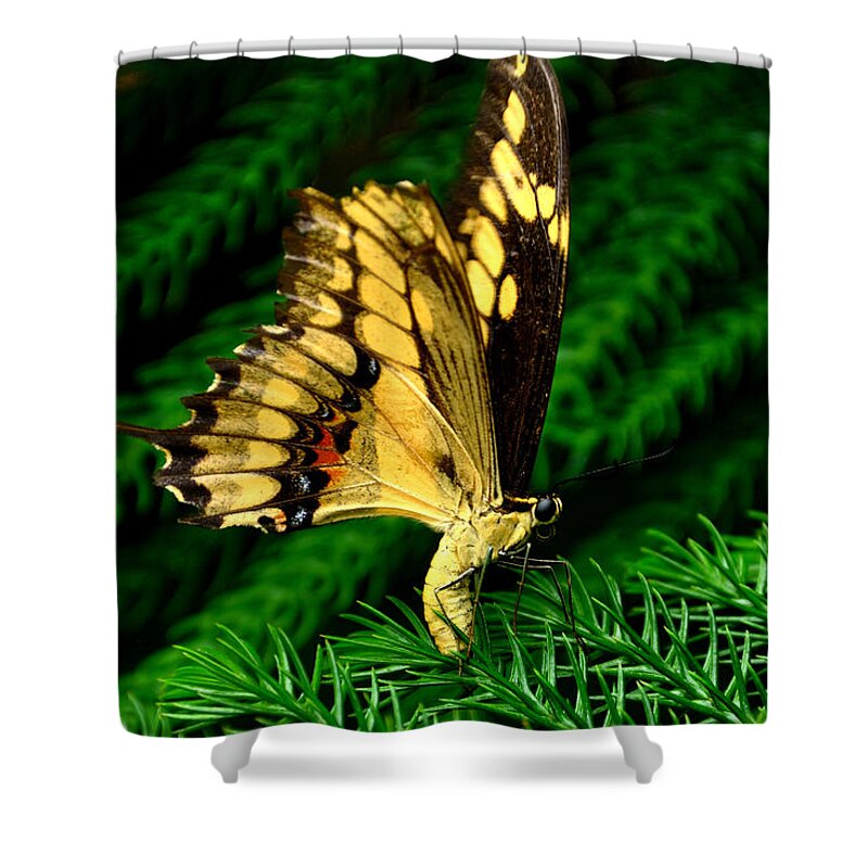 Butterfly Shower Curtain featuring the photograph Butterfly on Pine by Mark Valentine
