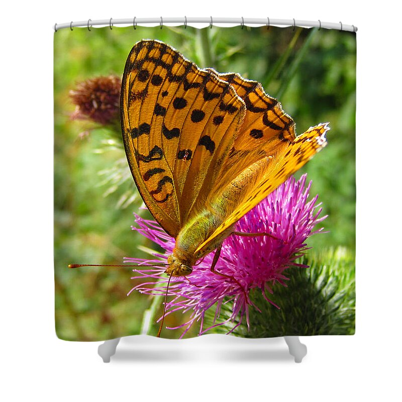 Greek Butterflies Shower Curtains