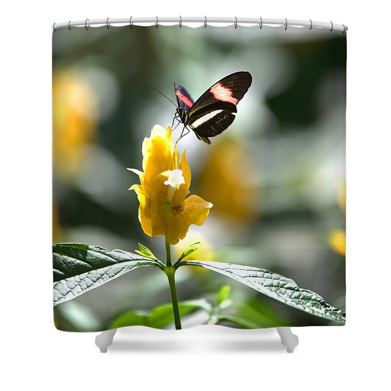 8359 Shower Curtain featuring the photograph Butterfly on Yellow Flower - Square by Gordon Elwell