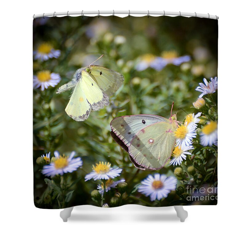 Butterfly Shower Curtain featuring the photograph Butterfly Moments by Kerri Farley