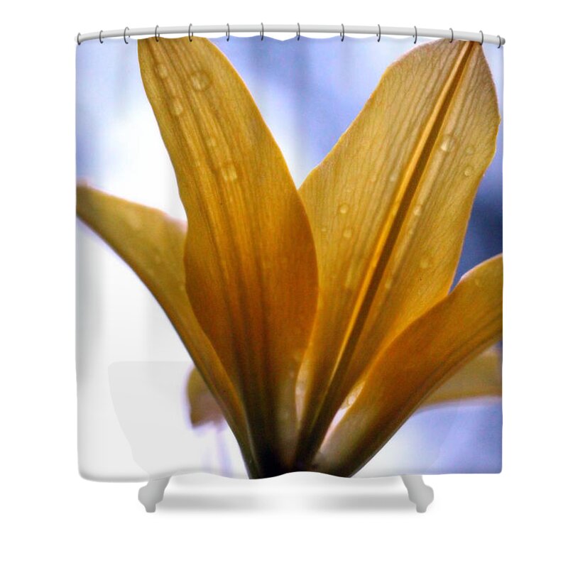 Day Lily Shower Curtain featuring the photograph Buttersoft Droplets by Deborah Crew-Johnson