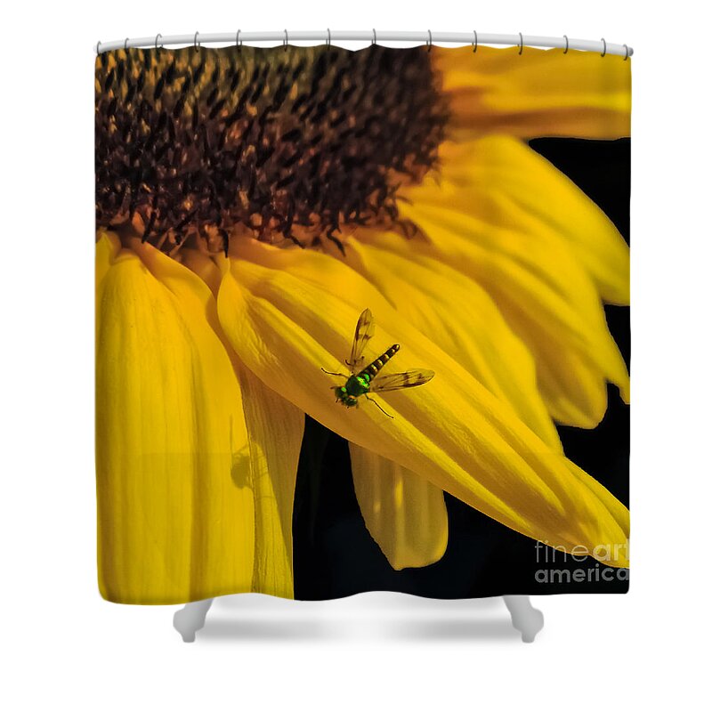 Sunflower Shower Curtain featuring the photograph Buzz Off by Charlie Cliques